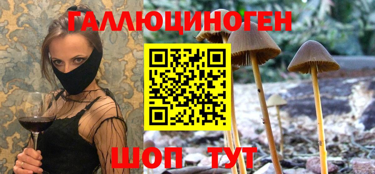Галлюциногенные грибы Psilocybe Ростов Великий